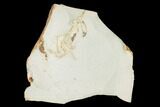 Miocene Pea Crab (Pinnixa) Fossil - California #141611-1
